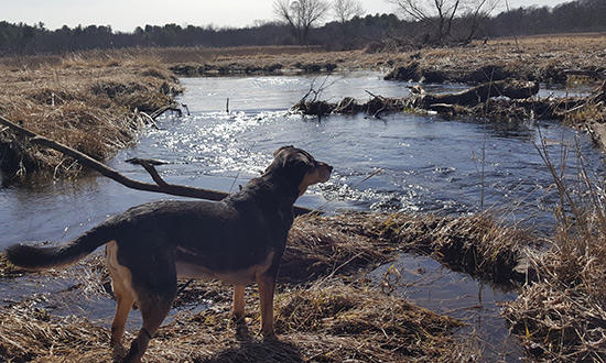 photo of a dog overlooking spring stream