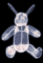 x-rays give interior structural views for better care